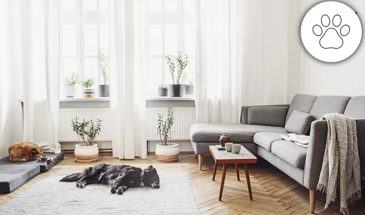 Deux chiens qui se repose dans un salon, pour indiquer que les animaux ne gêne pas pour l'utilisation d'une alarme Tyxal+ Delta Dore.